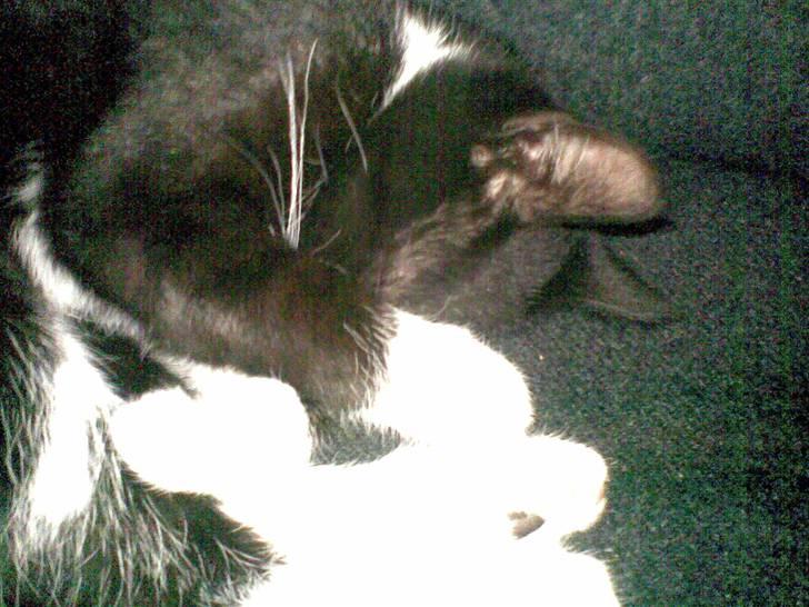 Huskat Laban - gemmer mig lige så i ikk kan se mig...  billede 7