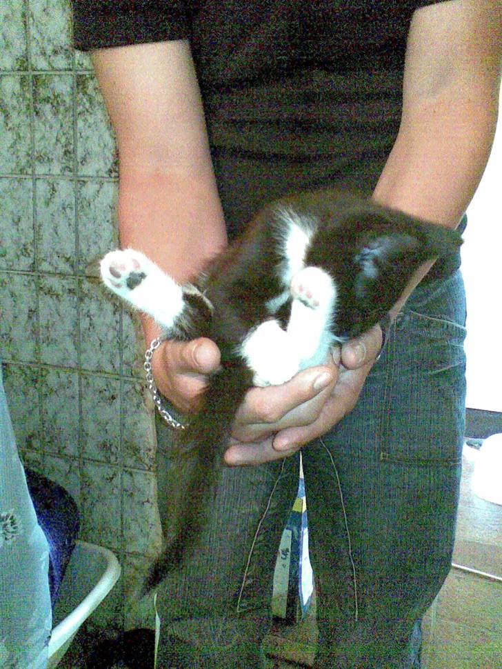 Huskat Laban - godt du holder mig far... eller falder jeg...  billede 8