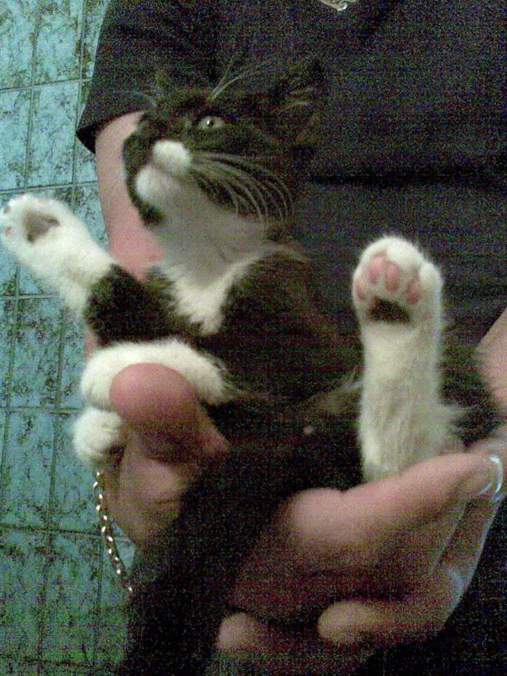 Huskat Laban billede 9