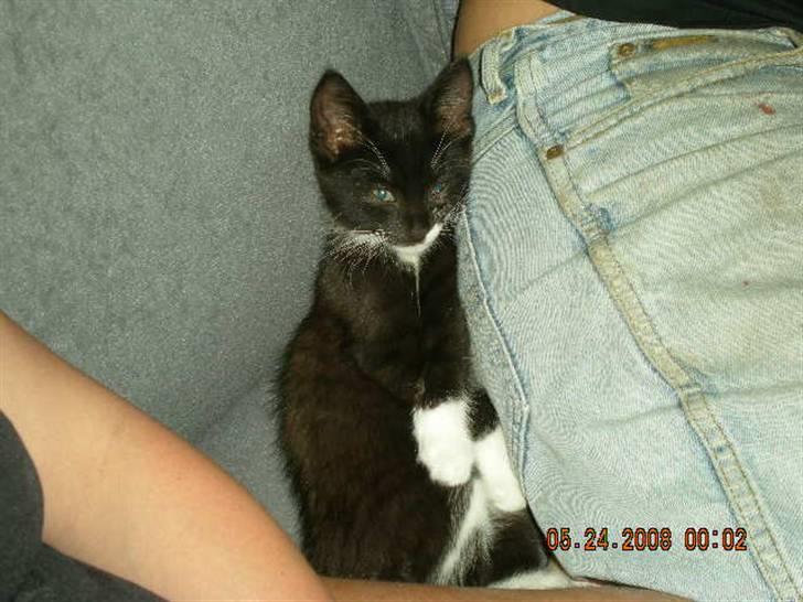 Huskat Laban billede 10