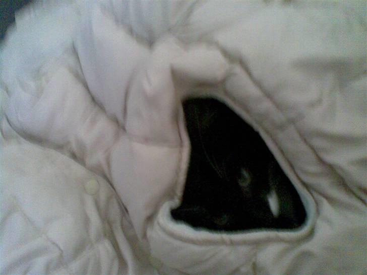 Huskat Laban - gemmer mig lige for mor og far i Tobias´ vest... I kan ikk se mig... :) billede 11