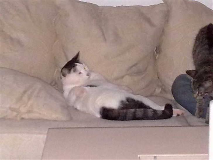 Huskat Plet - god sofa... billede 9