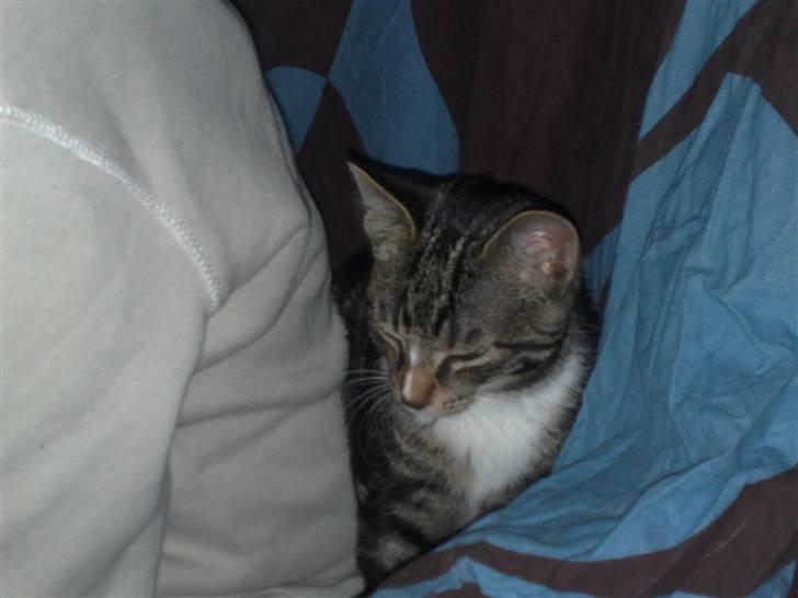 Huskat Balou - gemte oz for far, men faldt i søvn...  billede 7