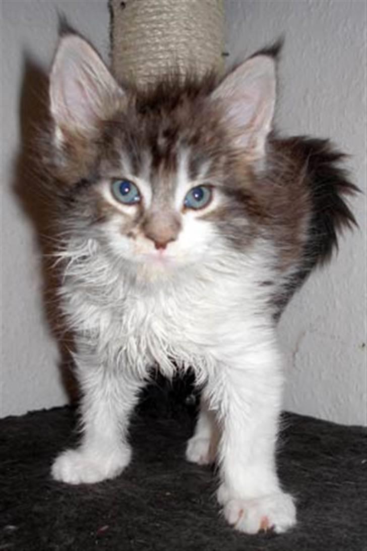 Maine Coon Hard Candy - Sådan så jeg ud som lille billede 6