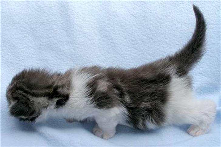 Maine Coon Hard Candy - Jeg kunne allerede tage armbøjninger som baby billede 7