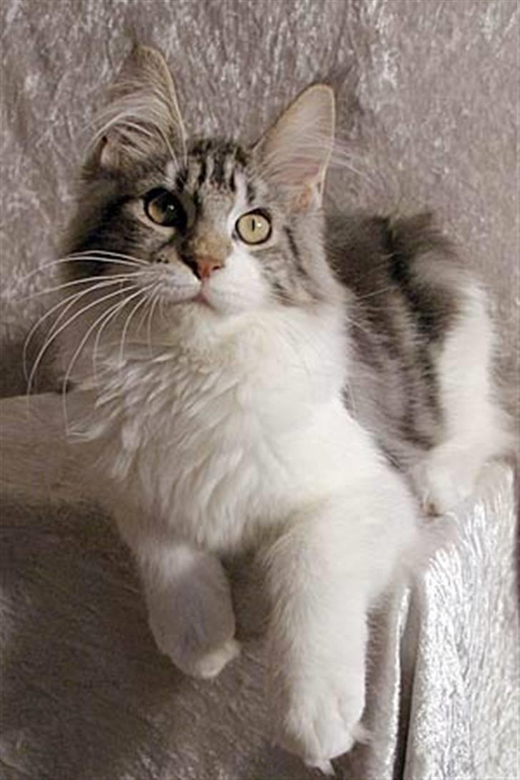 Maine Coon Hard Candy - Nu ser jeg sådan ud og er 5½ mdr. billede 8