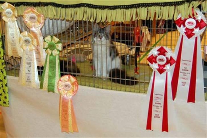 Maine Coon Hard Candy - Min ´celle´ med pynt fra mit første Tica show billede 9