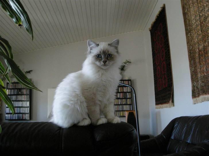 Hellig Birma Afroditte - " Hvor blev de andre misser af..?? " billede 13