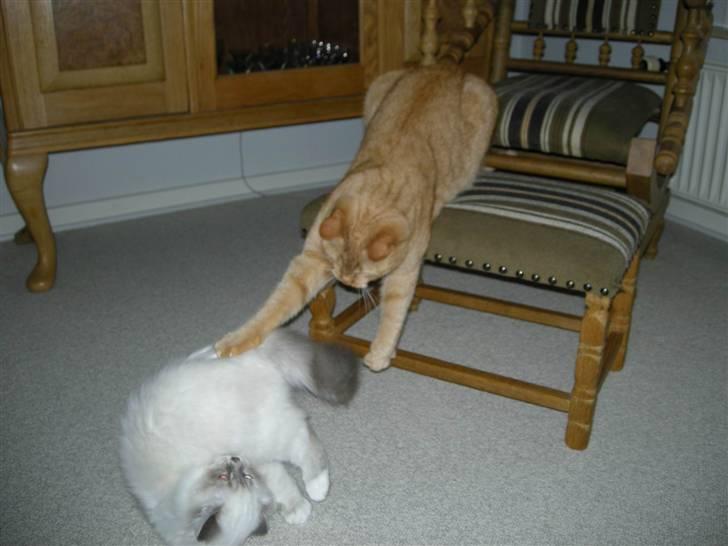 Hellig Birma Afroditte - " Far !! Monse driller mig " !! billede 14