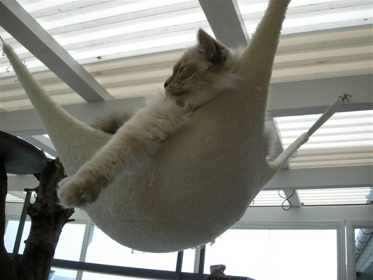 Hellig Birma Afroditte - Ren afslapning/ dovenskab.. :o) billede 15