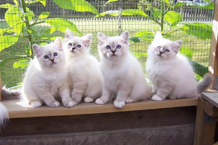 Hellig Birma Afroditte - Mens vi stadig boede hjemme hos vores mor.. :o) billede 16