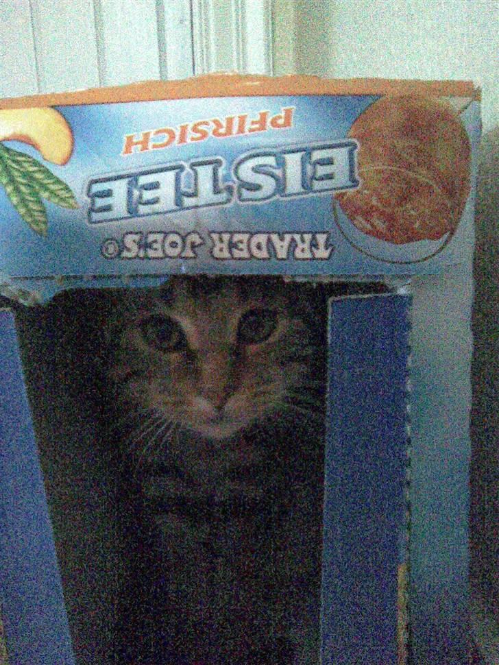 Huskat Kissa - Haha.. I kan ikke se mig!! For jeg er en IS TEE!! Tihi billede 16