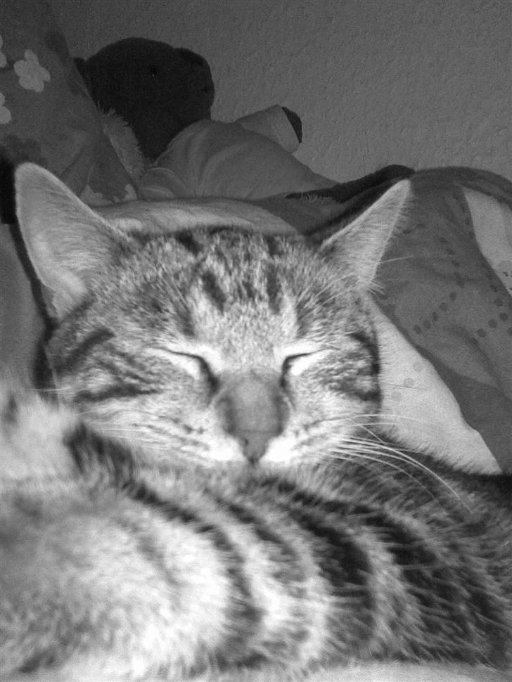 Huskat Kissa billede 17