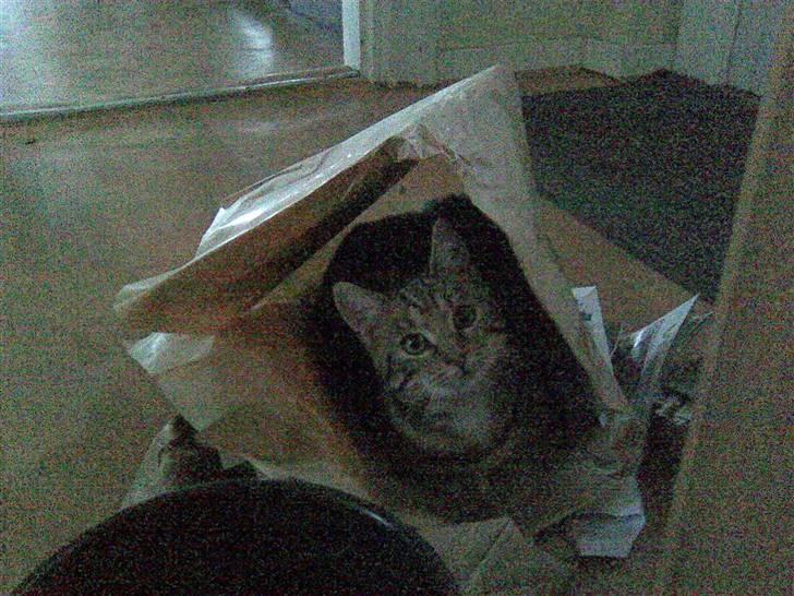 Huskat Kissa billede 18