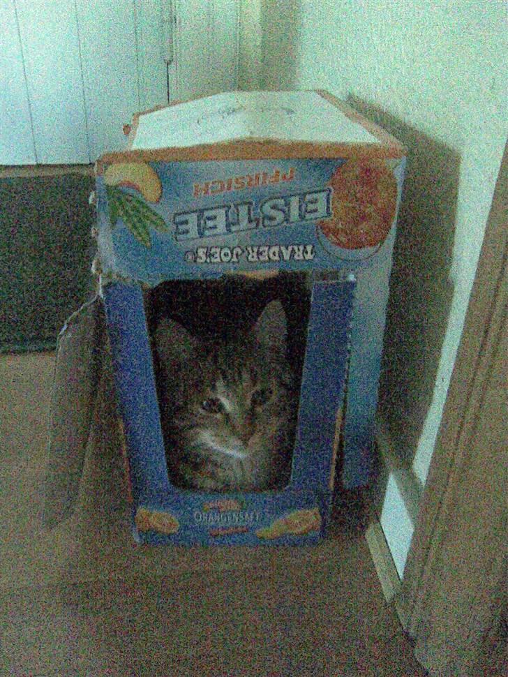 Huskat Kissa billede 19