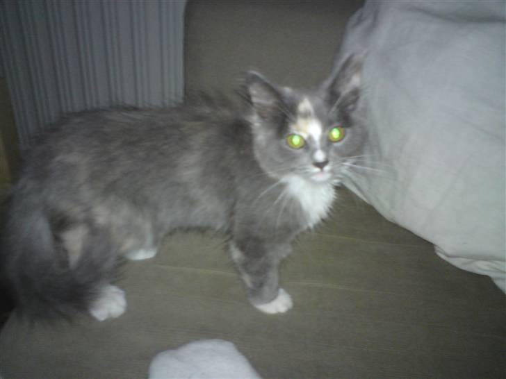 Maine Coon Disney billede 1