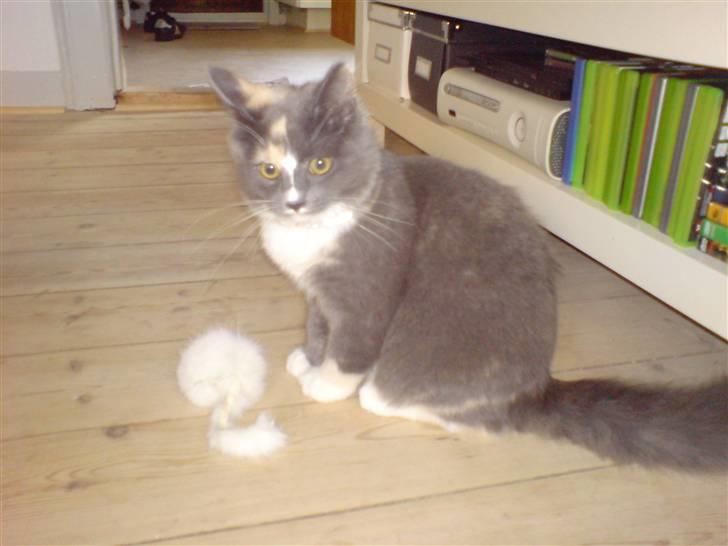 Maine Coon Disney billede 2