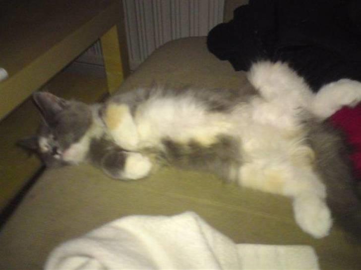 Maine Coon Disney billede 3