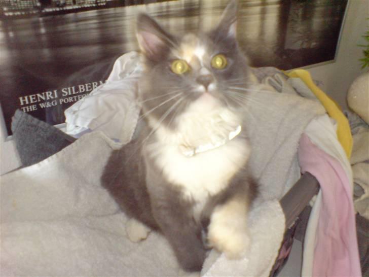 Maine Coon Disney billede 4