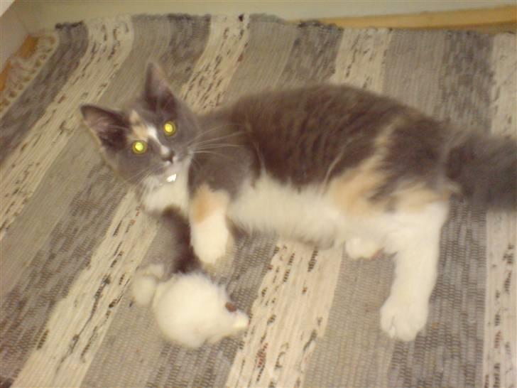 Maine Coon Disney billede 5