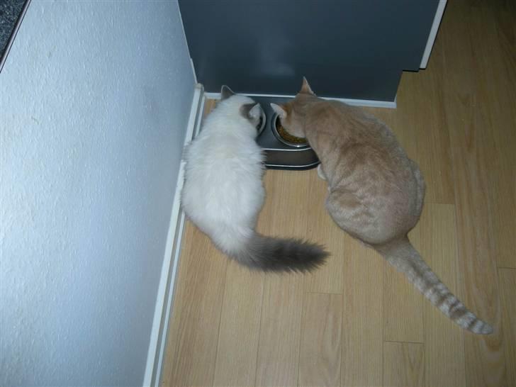 Hellig Birma Afroditte - Ditte & Grynte ved Buffeten.. :o) billede 17