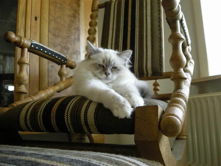 Hellig Birma Afroditte - Slængedyret... ! billede 18