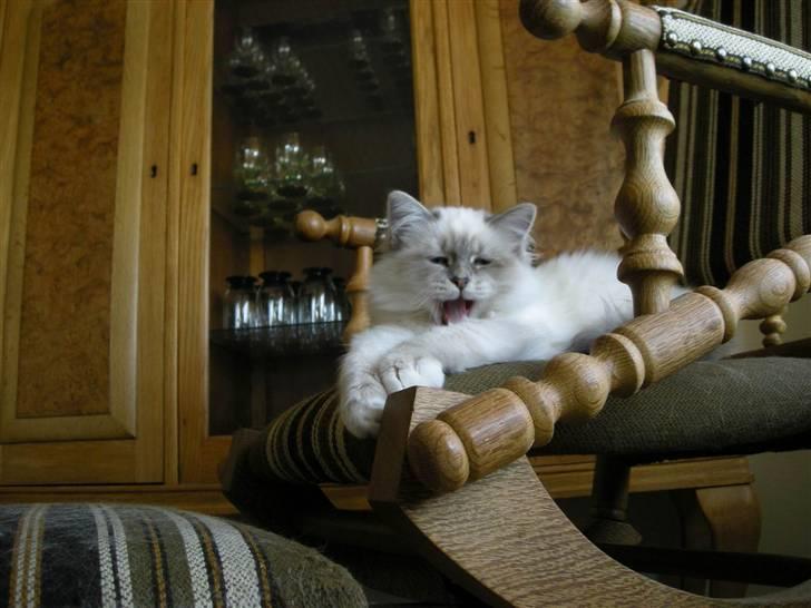 Hellig Birma Afroditte - " Gaaaab, hvorfor er der ingen, der gider lege ? " billede 19