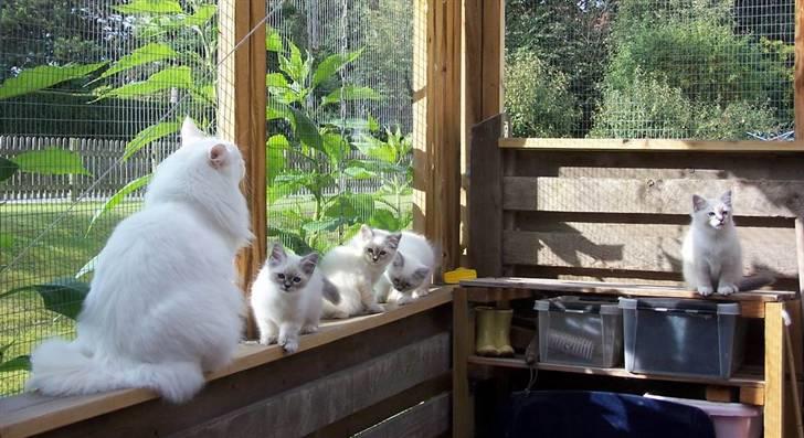 Hellig Birma Afroditte - Os, sammen med Onkel Milton.. billede 20