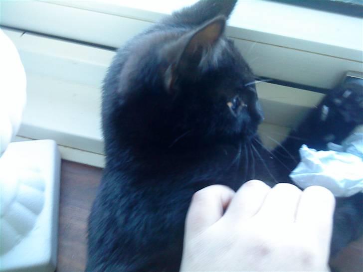 Huskat mimi billede 4