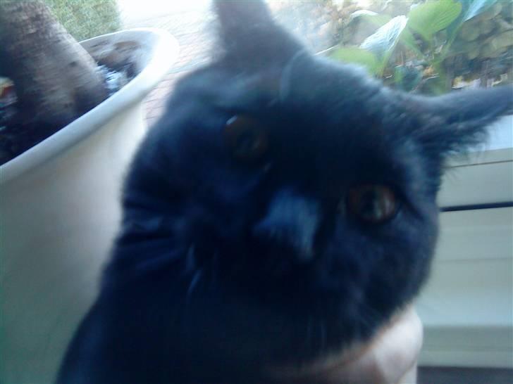 Huskat mimi billede 5