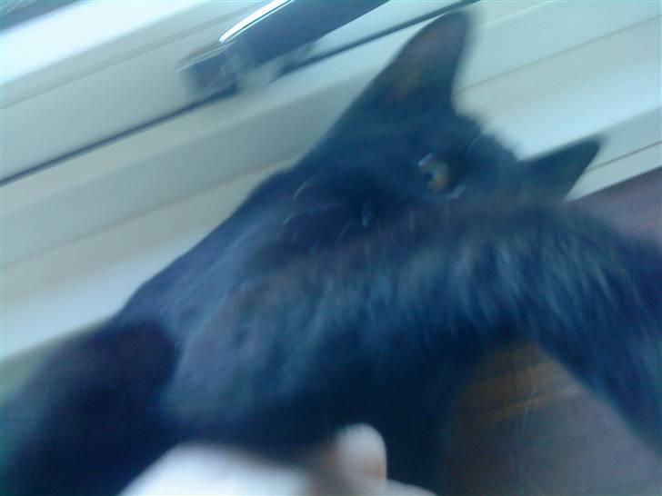 Huskat mimi billede 6