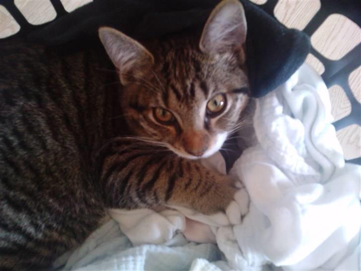 Huskat Laban (nyt hjem) billede 1