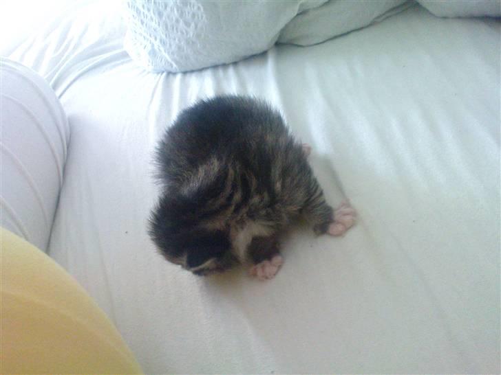 Huskat Laban (nyt hjem) billede 2