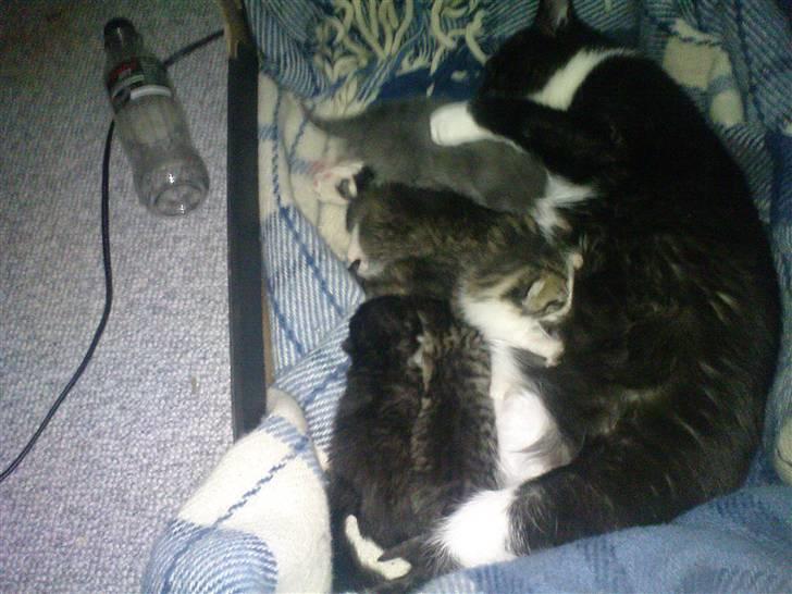 Huskat Laban (nyt hjem) billede 3