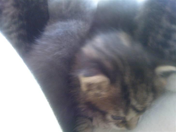 Huskat Laban (nyt hjem) billede 4