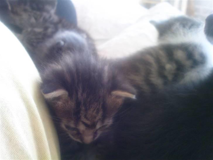 Huskat Laban (nyt hjem) billede 5