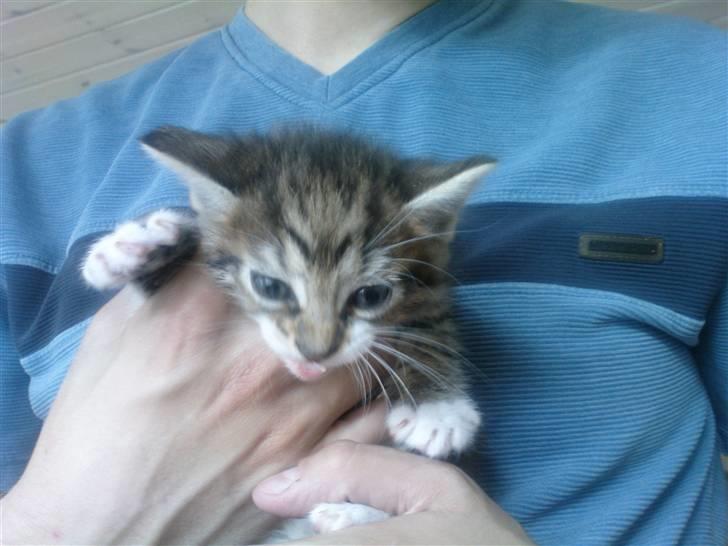 Huskat Laban (nyt hjem) billede 6