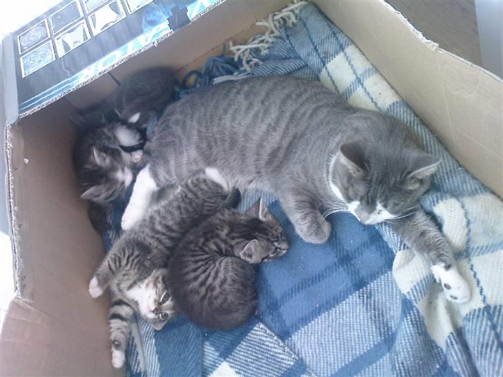 Huskat Laban (nyt hjem) billede 7