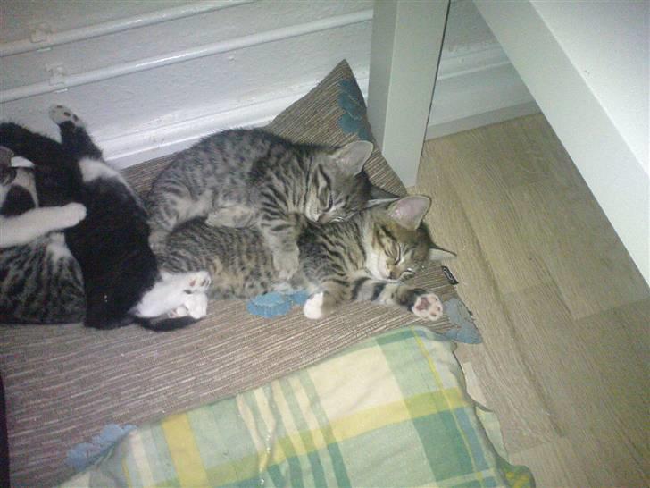 Huskat Laban (nyt hjem) billede 8