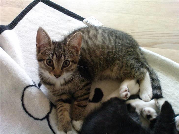 Huskat Laban (nyt hjem) billede 9