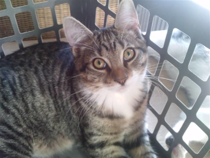 Huskat Laban (nyt hjem) billede 10