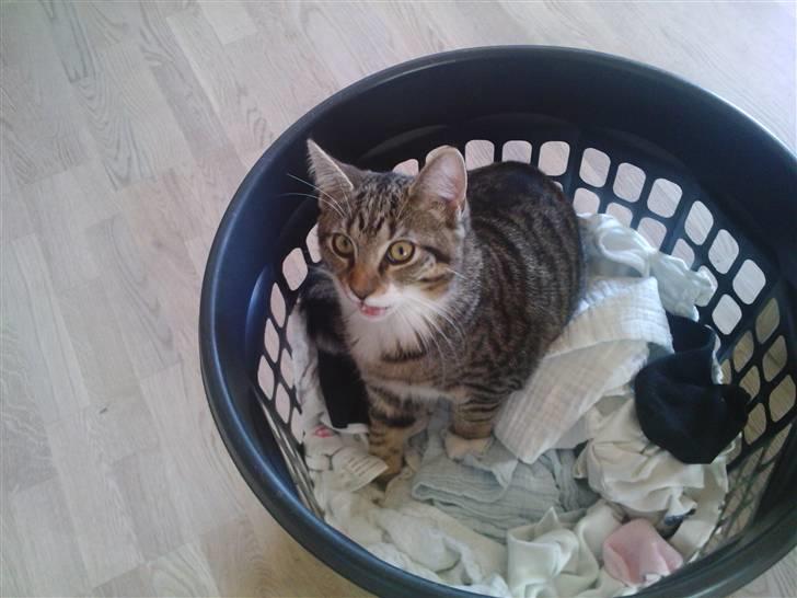 Huskat Laban (nyt hjem) billede 11