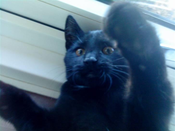 Huskat mimi billede 7