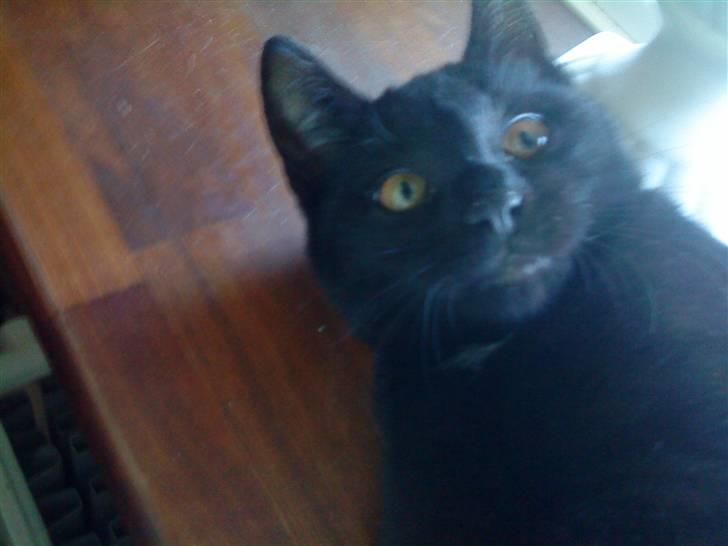 Huskat mimi billede 8