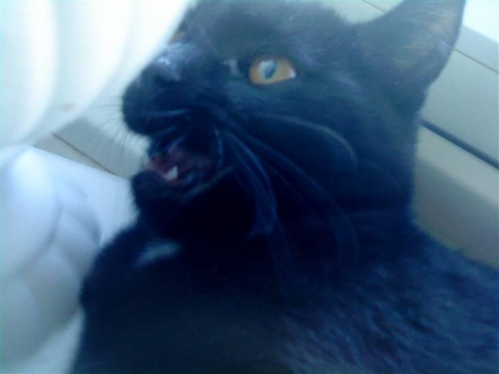 Huskat mimi billede 9