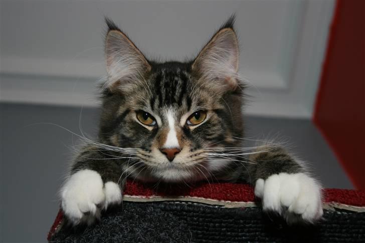 Maine Coon Gismo PP - Gismo holder udgik fra toppen af kradsetræet. billede 10