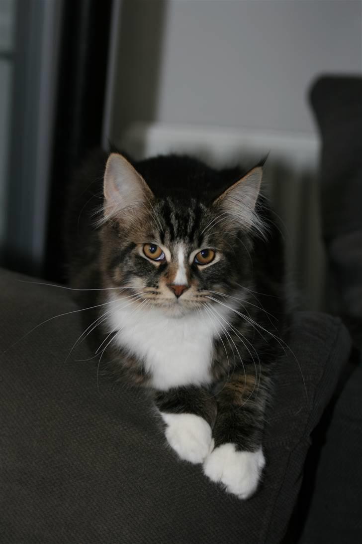 Maine Coon Gismo PP - Gismo ligger og hygger på sofaens armlæn. billede 12