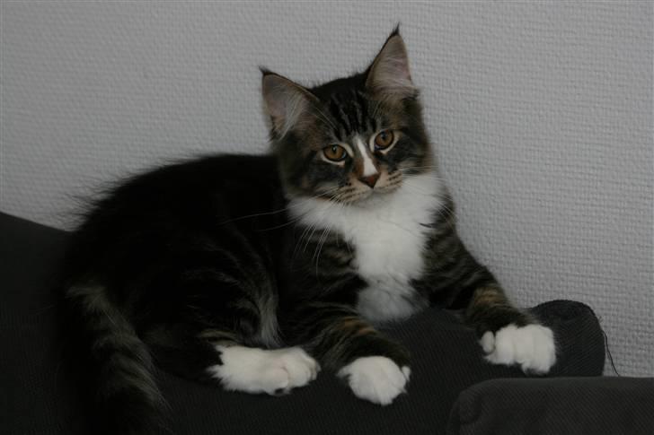 Maine Coon Gismo PP - Gismo hygger på ryggen af sofaen. billede 13