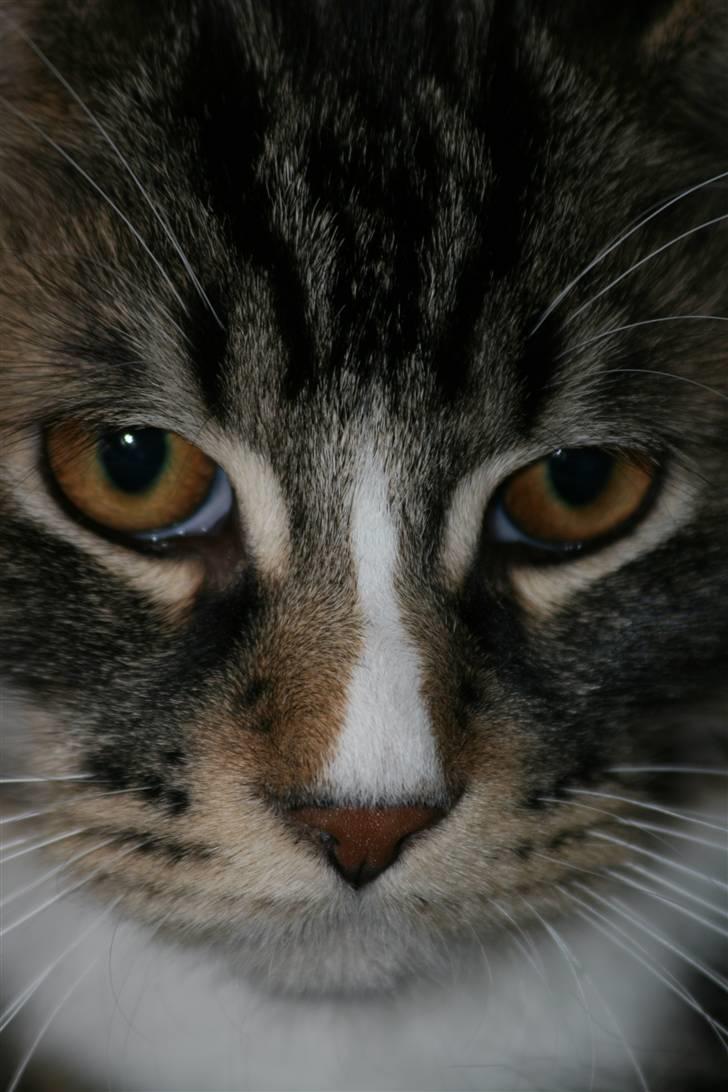 Maine Coon Gismo PP - Nærbillede af bætte Gismo. billede 14