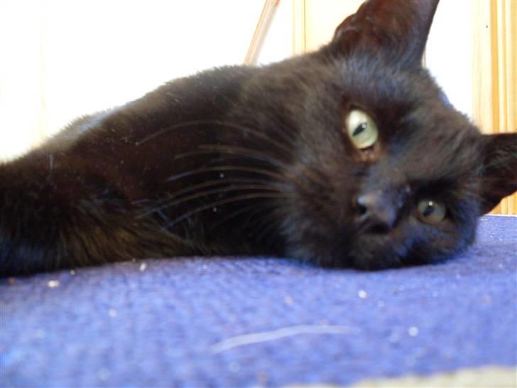 Huskat Gizmo - Er på nyt hjem billede 1